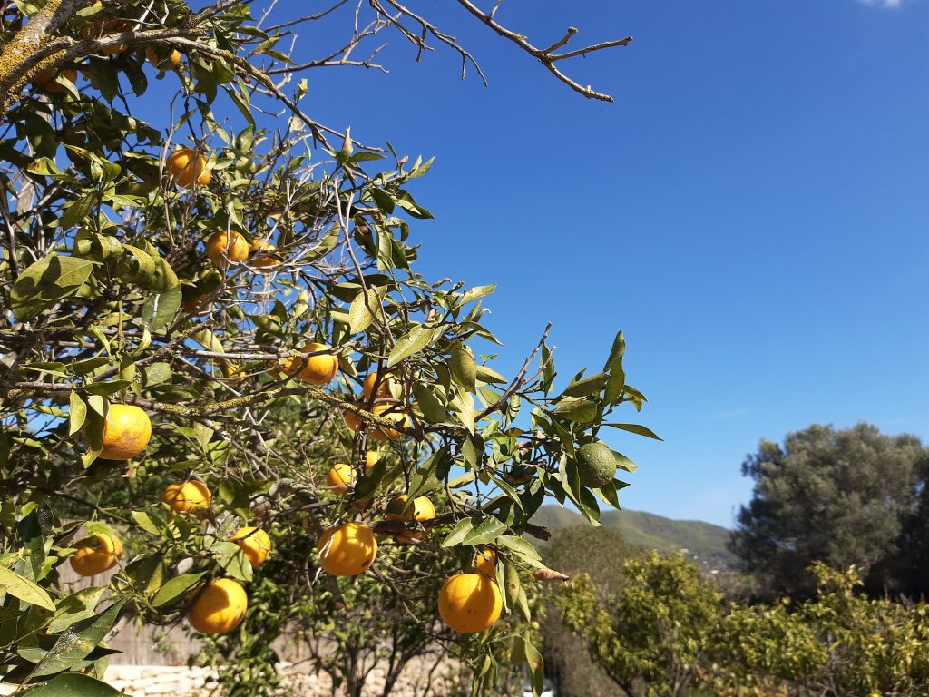 Sant Joan de Labritja: Ibizas Norden jenseits der Club-Kultur